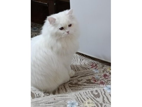 Yavru kedilerimiz
