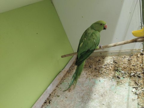 Jumbo dişi pakistan papağanı