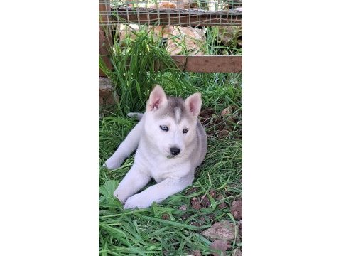 Husky köpekler
