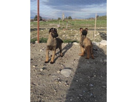 1 dişi ve 1 erkek belçika kurdu aşıları yapıldı