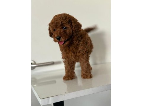 Anne altından toy poodle da kampanya