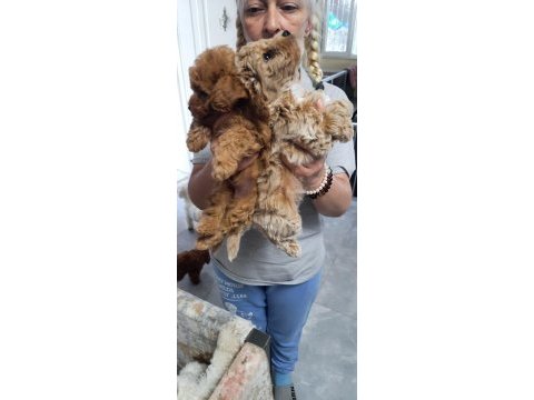 Yavru toy poodle