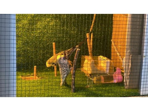 Jumbo muhabbet kuşu 2025 bilezikli eş