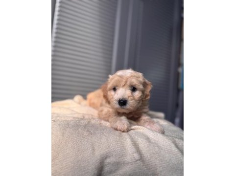 Küçük maltipoo bebeğim
