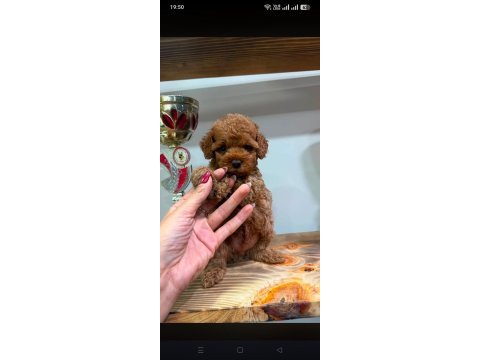 Kore toy poodle teacup