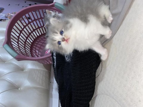 British longhair/ british shorthair