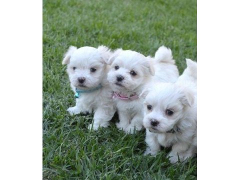 Maltese terrier adrese teslim, kapıda ödeme yapabilirsiniz