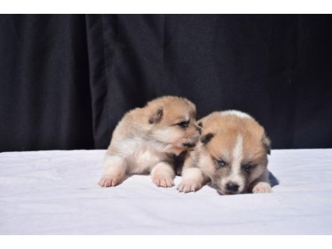 Japon akita yavrular
