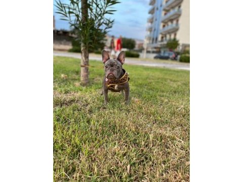 Damızlık yetişkin dişi french bulldog
