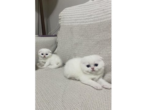 Scottish fold ve british yavrularımız