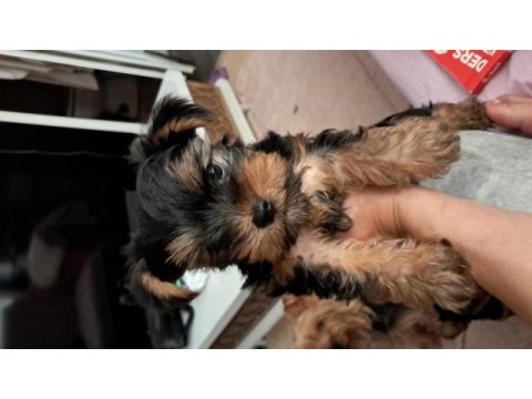 Uysal yorkshire terrier eğitime başladık