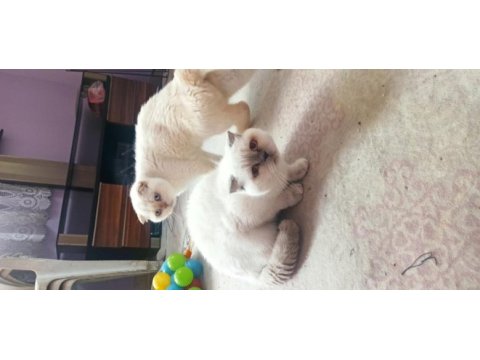 Scottish fold 1 yaşında dişi blue point