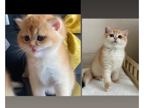 Safkan british shorthair yavrular ny12
