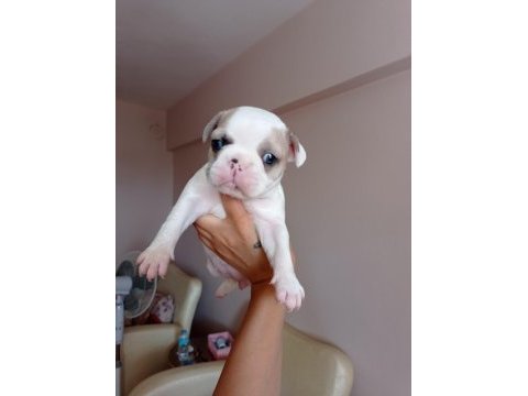 Fransız bulldog bebekler