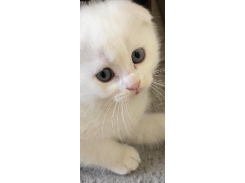 Scottish fold yavru kırık kulak