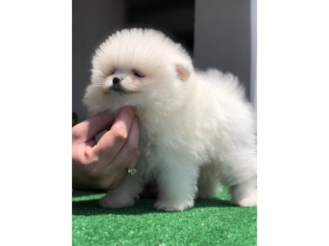 2.5 aylık 2 dişi ve 1 erkek üst kalite pomeranian boo