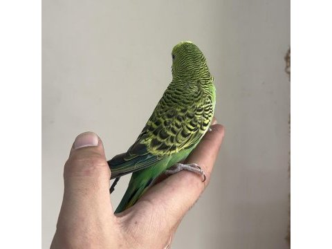 Bebek muhabbet kuşu yeni yeme düşmüştür