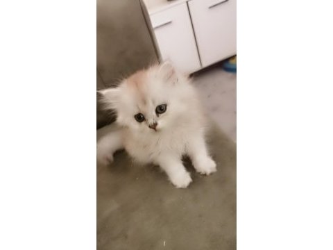 Zümrüt gözlü british longhair dişi