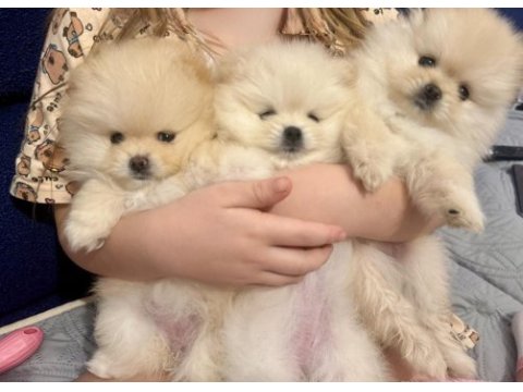 Boo surat mikro pomeranian