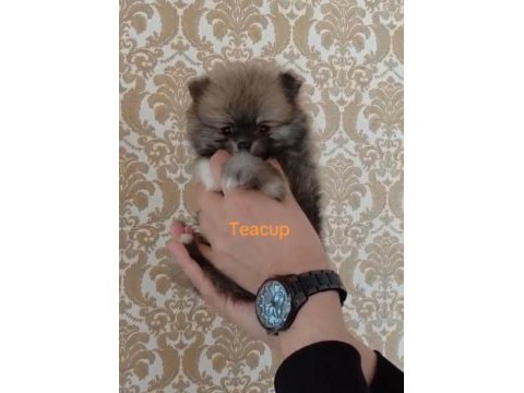 Pomeranian boo teacup yavrular
