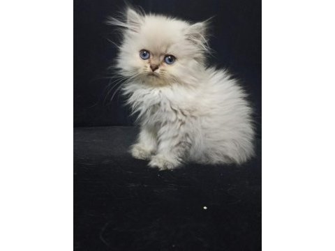 British longhair 2 aylık kedimiz