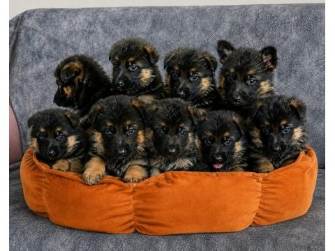 Safkan şecereli aman çoban köpeği