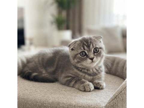 Silver tabby scottish fold dişi