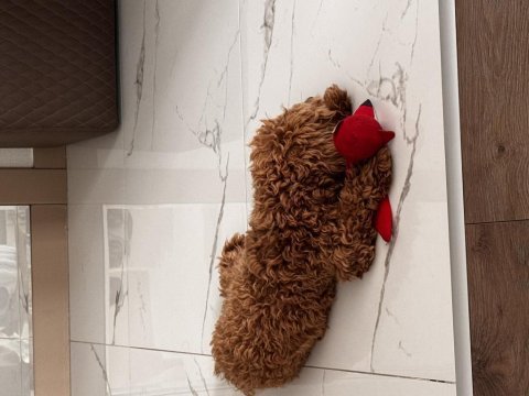 8 aylık oğlumuz coco için ev arıyoruz