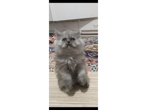 Yeni yuvalarını arıyor kedilerimiz