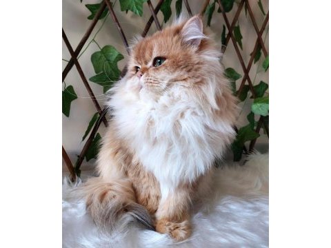 Eş ilanıdır (british longhair by 11 full şecereli)