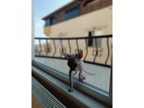Çok canlı sevecen bir sfenks