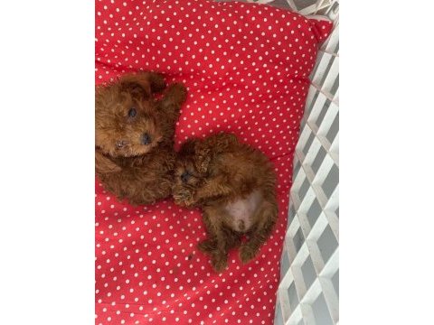 Sağlık garantili toy poodle bebekler
