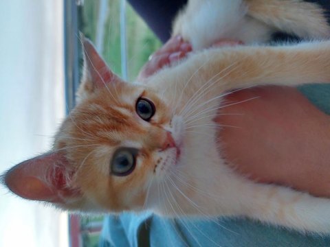 Golden british shorthair