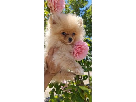 Mikro teacup sarışın güzeli pomeranian boo