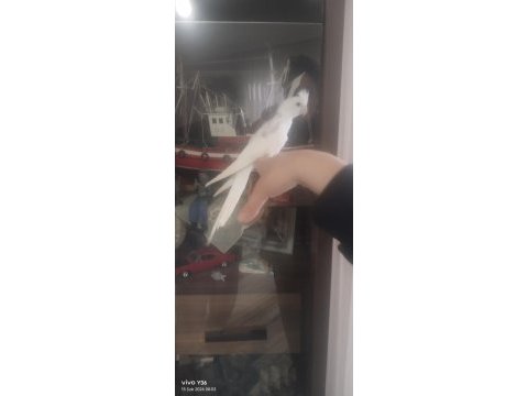45 günlük albino sultan papağanı yavrular