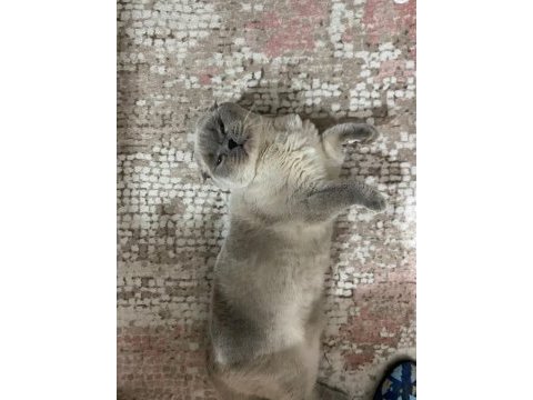 Erkek british shorthair kedisi