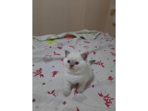 British shorthair blue point yavrular