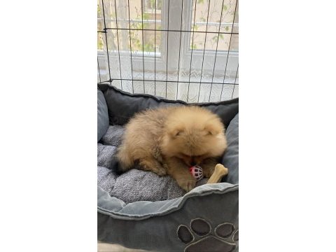 Pomeranian boo