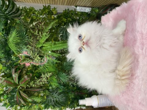 Chinchilla yavrum tr tek güzeller güzelim