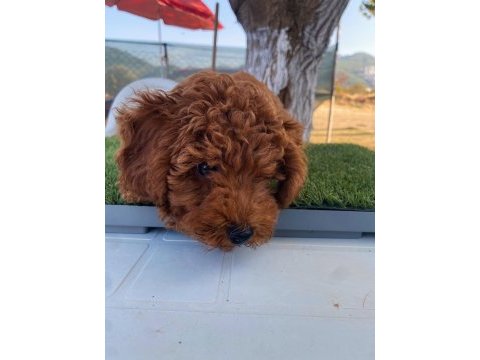 Aşılı poodle köpeğimiz