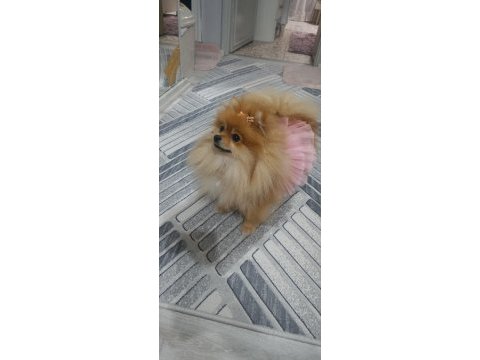 Pomeranian boo tatlı köpüşler