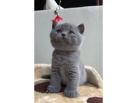Bicolour ve british shorthair bebeklerimiz teslime hazır