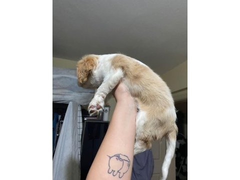 Irk ve sağlık garantili cavalier king charles prenseslerim