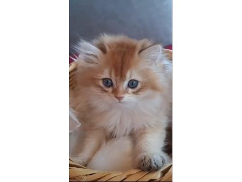 British longhair golden
