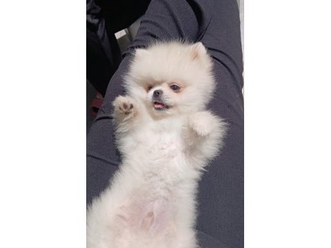 Safkan a kalite teacup erkek pomeranian yavrum