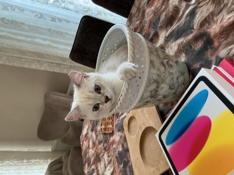 British shorthair yavru kedimize yuva arıyoruz