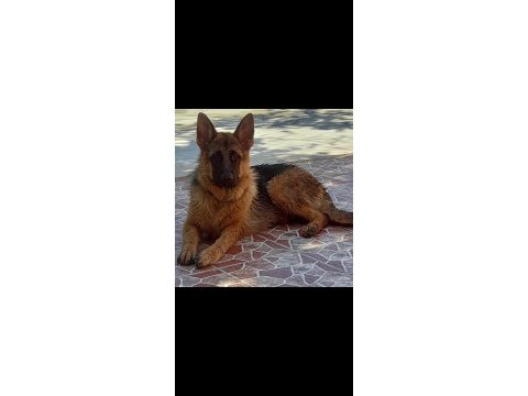 7 aylık ve yetişkin secereli alman çoban köpeklerimiz