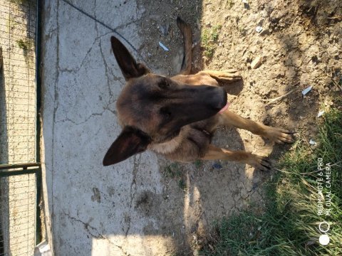 Akıllı ve sevecen uysal belçika kurdu