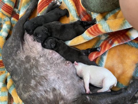 Acil french bulldog bebekler