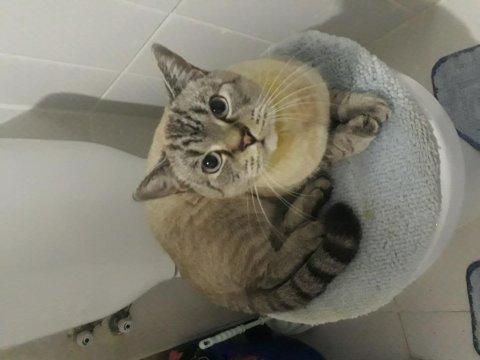 British shorthair ev kedisi